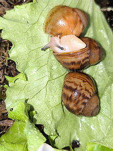 Улитка Ovum acromelanic (4 фото из 10)