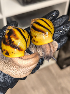 Achatina Achatina (4 foto / 10)
