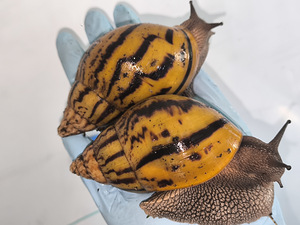 Achatina Achatina (6 foto / 10)