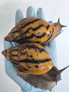 Achatina Achatina (8 foto / 10)