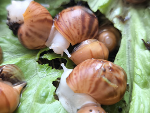 Achatina/archachatina (5 foto / 10)