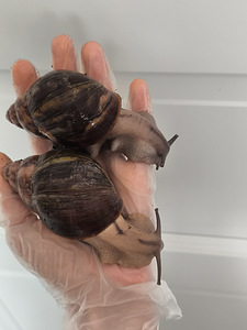 Achatina/archachatina (8 foto / 10)