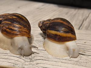 Achatina/archachatina (10 foto / 10)