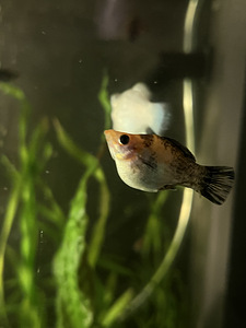 Kala Molly (7 foto / 8)