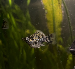 Kala Molly (1 foto / 3)