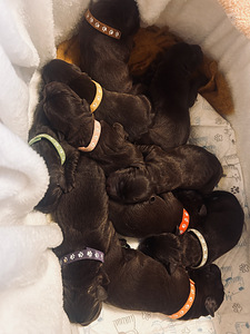 Šokolaadivärvi labradori retriiveri kutsikad (2 foto / 4)
