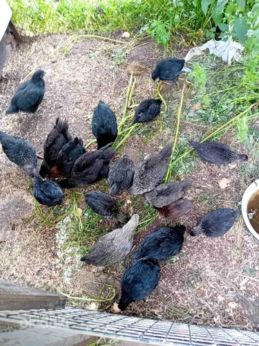 Müüa noori kukkesid, kuni aasta vanused, Itaalia maranid.