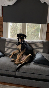 Koira etsii kotia (2 valokuva sivusta 7)