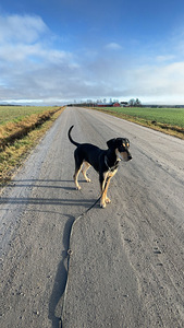 Koira etsii kotia (6 valokuva sivusta 7)