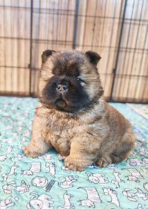 Chow chiw pentu (5 valokuva sivusta 6)