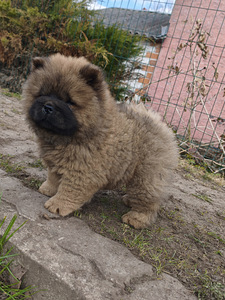 Chow chiw pentu (2 valokuva sivusta 4)