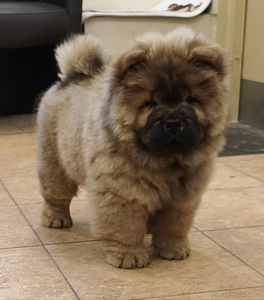 Chow chow pentu (2 valokuva sivusta 4)