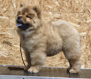 Chow chow pentu (2 valokuva sivusta 4)