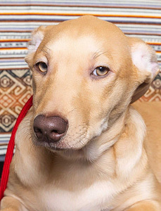 Peru Kails suns (3 foto no 10)