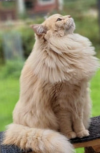 Ragdoll ja Maine Coon mix pentuja varattavissa (1 valokuva sivusta 4)