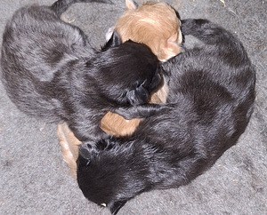 Ragdoll ja Maine Coon mix pentuja varattavissa (4 valokuva sivusta 4)