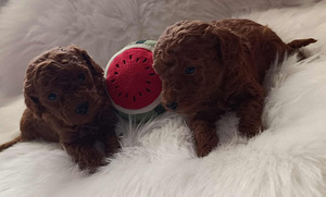Toy poodle (1 foto / 7)
