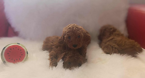Toy poodle (7 foto / 7)