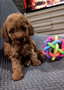 Той пудельToy poodel (5 фото из 10)