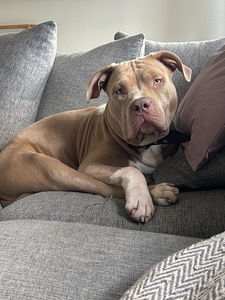 American bully xl (2 valokuva sivusta 2)