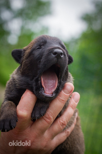 Бельгийские овчарки Малинуа