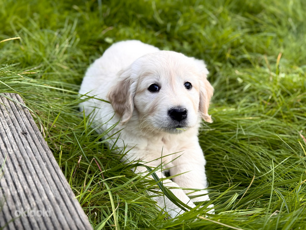 Zeltainais retrīvers