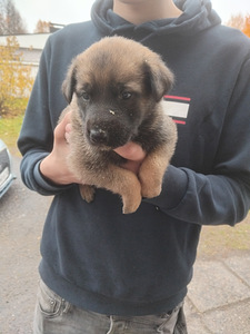 Saksanpaimenkoira pentue (7 valokuva sivusta 7)