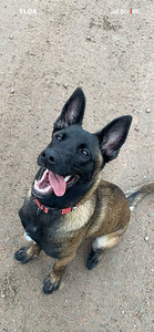 Malinois narttu (1 valokuva sivusta 4)