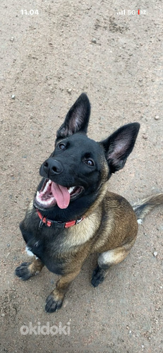 Malinois narttu