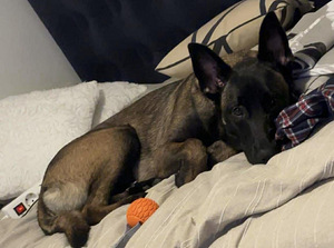 Malinois narttu (3 valokuva sivusta 4)