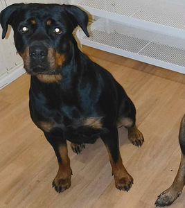 Koirat etsii kotia (1 valokuva sivusta 2)