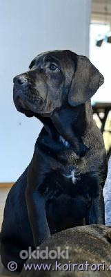 Cane corso