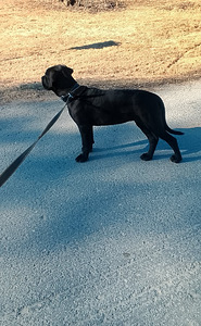 Cane corso (2 valokuva sivusta 2)