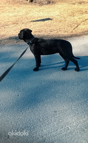 Cane corso