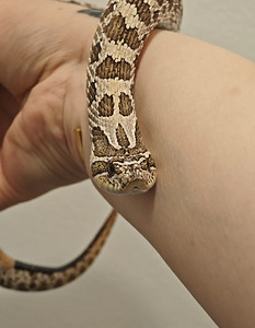 Siankärsäkäärme paketti (2 valokuva sivusta 3)