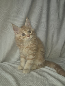 Maine Cooni kassipojad | Cream, Red, Black Silver Classic Tabby (1 foto / 9)