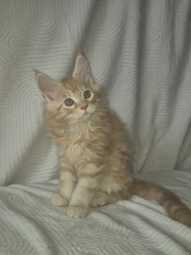 Maine Cooni kassipojad | Cream, Red, Black Silver Classic Tabby