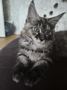 Maine Cooni kassipojad | Cream, Red, Black Silver Classic Tabby (9 foto / 9)