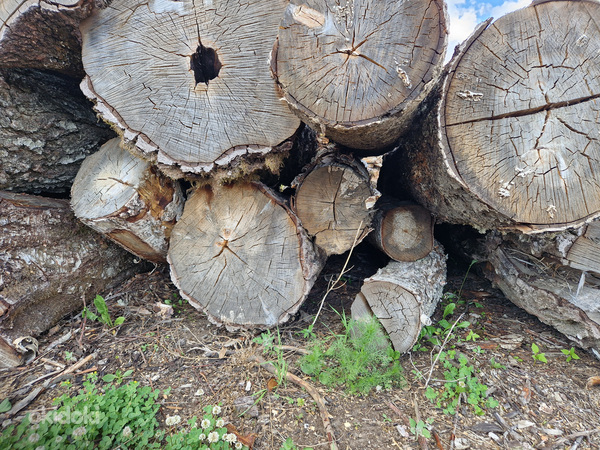 Полусухие березовые дрова (фото #1)