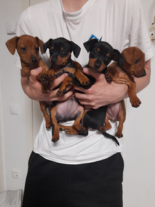Miniatuurne pintser , Zvergpinscher (1 foto / 5)