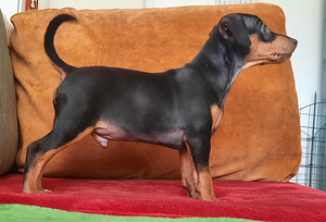 Miniatuurne pintser , Zvergpinscher (4 foto / 5)