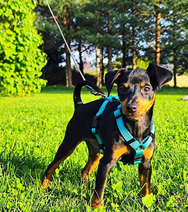 ZVERGPINSCHER, KÄÄBUSPINTSER, MINIATUURNE PINTSER (1 foto / 4)
