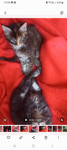 Мейн-кун котята (2 фото из 8)