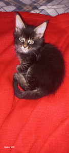 Мейн-кун котята (5 фото из 8)