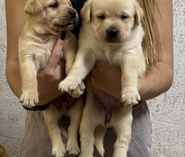 Щенки Лабрадор-ретривер