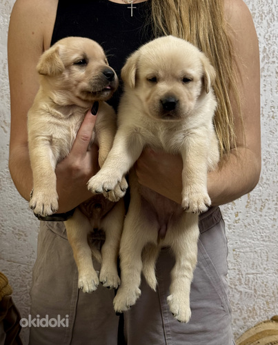 Щенки Лабрадор-ретривер