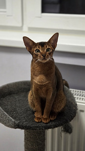 Абиссинский котёнок (3 фото из 3)