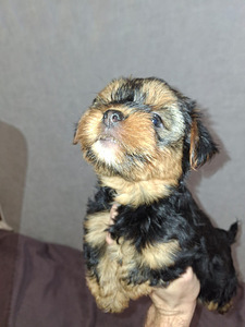 Yorkshirenterrierityttö syntyi 21. syyskuuta 2025. (6 valokuva sivusta 10)