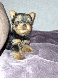 Micro York babyface syntyi 21. syyskuuta 2025. (3 valokuva sivusta 10)