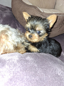 Micro York babyface syntyi 21. syyskuuta 2025. (4 valokuva sivusta 10)